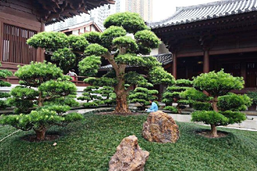 Dự án đồi tùng lá hán Nam Điền