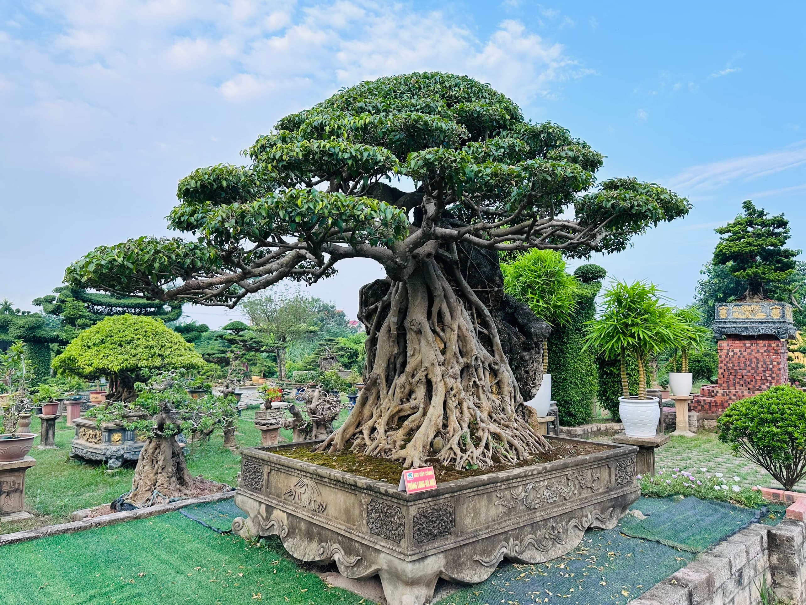 Sanh Nam Điền 60 năm