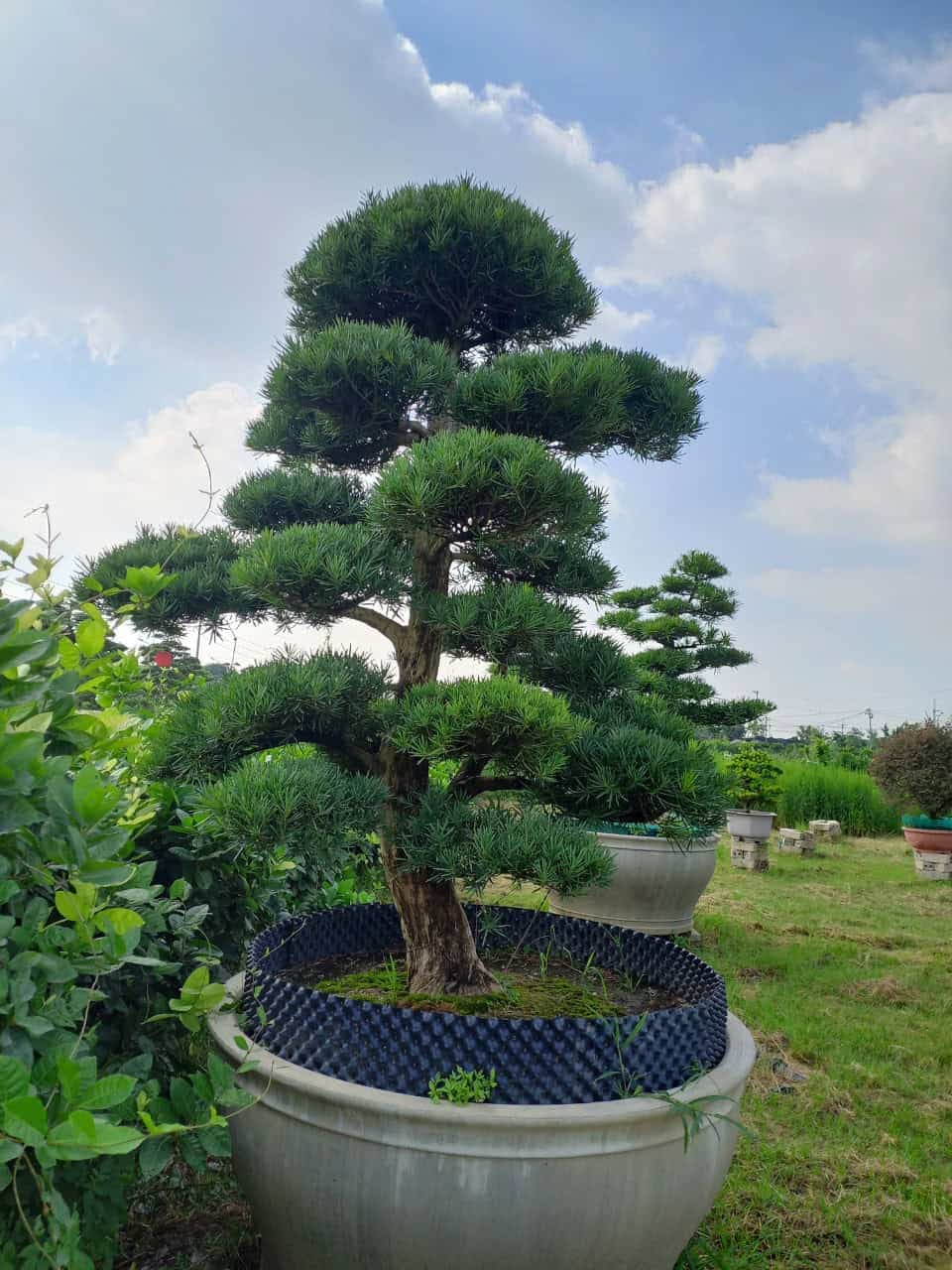 Cây tùng lá hán dáng trực