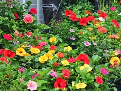 Sử dụng đá trang trí cho sân vườn hợp phong thủy