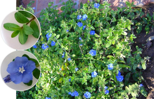 hoa va la cay thanh tu