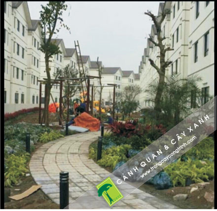 từng giai đoạn thi công cây xanh