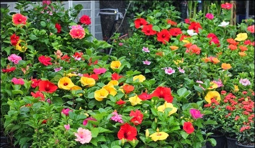 dâm bụt thái nhiều màu sắc